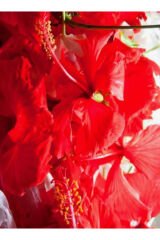 Nar Çiçeği Kristal Tül. Uzunluk: 4 metre 20 santim. Eni: 3 metre.